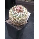 Encephalocarpus strobiliformis gro&szlig; wurzelecht / Rarit&auml;t !!