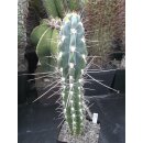 Stetsonia coryne gro&szlig; 31,5cm u. extreme Bedornung...