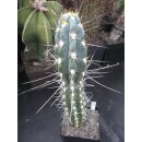 Stetsonia coryne gro&szlig; 31,5cm u. extreme Bedornung...