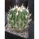 Stenocactus spec. Zaragoza 5,5cm !