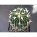 Stenocactus spec. Zaragoza 5,5cm !