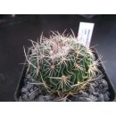 Stenocactus Laui 5,5cm !