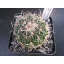 Stenocactus Laui 5,5cm !
