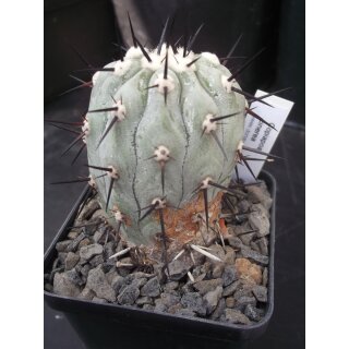 Copiapoa cinerea 5,5cm wurzelecht !