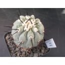 Copiapoa cinerea 5,5cm wurzelecht !