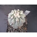 Copiapoa cinerea 5,5cm wurzelecht !