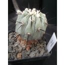 Copiapoa cinerea 5,5cm wurzelecht !