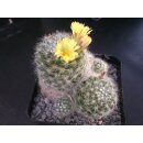 Mammillaria baumii gro&szlig;e Altpflanze 10,5cm !!