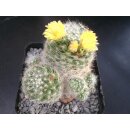 Mammillaria baumii gro&szlig;e Altpflanze 10,5cm !!