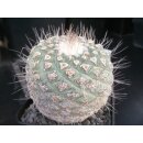 Strombocactus disciformis 8,5cm Riesenpflanze wurzelecht !