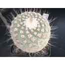 Strombocactus disciformis 8,5cm Riesenpflanze wurzelecht !