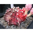 Gymnocalycium friedrichii (3) varigata 7cm !!