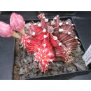 Gymnocalycium friedrichii (3) varigata 7cm !!