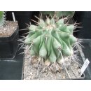 Thelocactus lophothele Uraltpflanze !!
