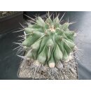 Thelocactus lophothele Uraltpflanze !!