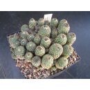Sulcorebutia rauschii  9,5cm gro&szlig; !!
