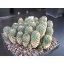 Sulcorebutia rauschii  9,5cm gro&szlig; !!
