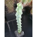 Myrtillocactus geometrizans- Fukurokuryuzinboku - sehr...
