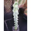 Myrtillocactus geometrizans- Fukurokuryuzinboku - sehr...