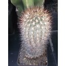 Acanthocalycium spec. gro&szlig;e Altpflanze 21cm...