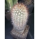 Acanthocalycium spec. gro&szlig;e Altpflanze 21cm...