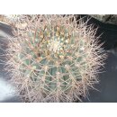 Gymnocalycium cardenasianum absolute Schaupflanze !!