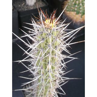 Trichocereus fulvilanus 23cm selten !