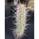 Trichocereus fulvilanus 23cm selten !