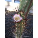 Trichocereus fulvilanus 23cm selten !