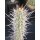 Trichocereus fulvilanus 23cm selten !