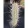 Trichocereus fulvilanus 23cm selten !