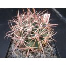 Ferocactus fordii wurzelecht !!