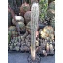 Oreocereus hendriksoniansus 90cm sehr gro&szlig;e...