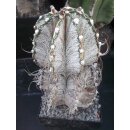 Astrophytum capricorne / 18,5cm sehr gro&szlig;e...
