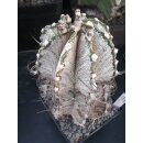 Astrophytum capricorne / 18,5cm sehr gro&szlig;e Altpflanze !!