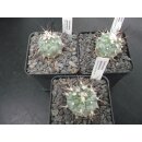Turbinicarpus ( Gymnocactus ) gielsdorfianus...