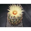 Coryphantha spec. 7cm wurzelecht!