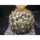 Coryphantha spec. 7cm wurzelecht!