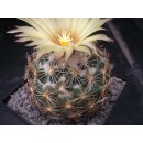 Coryphantha spec. 7cm wurzelecht!
