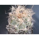 Astrophytum crassispinoides 10cm wurzelecht !!
