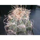 Astrophytum crassispinoides 10cm wurzelecht !!