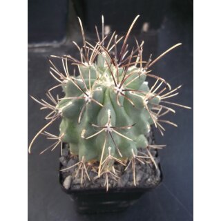Sclerocactus uncinatus wurzelecht !!
