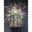 Sclerocactus uncinatus wurzelecht !!
