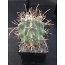 Sclerocactus uncinatus wurzelecht !!