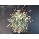 Sclerocactus uncinatus wurzelecht !!