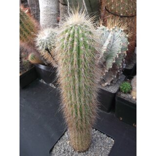 Oreocereus x Cleistocactus Hybride 40cm !!