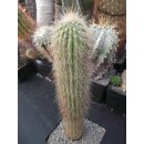 Oreocereus x Cleistocactus Hybride 40cm !!