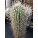 Oreocereus x Cleistocactus Hybride 40cm !!