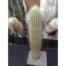 Oreocereus x Cleistocactus Hybride 40cm !!