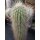 Oreocereus x Cleistocactus Hybride 40cm !!